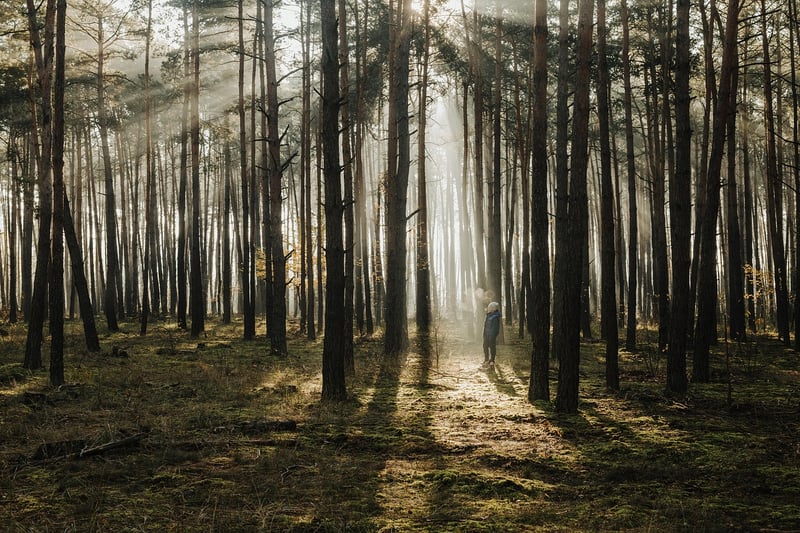 Forest Charm