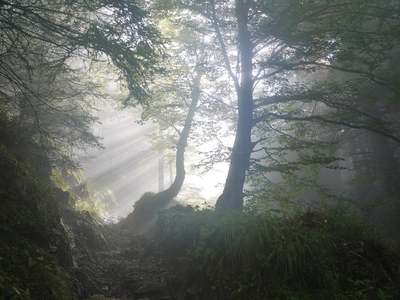Magical Grove