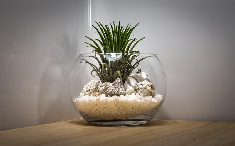 Terrarium Workshop